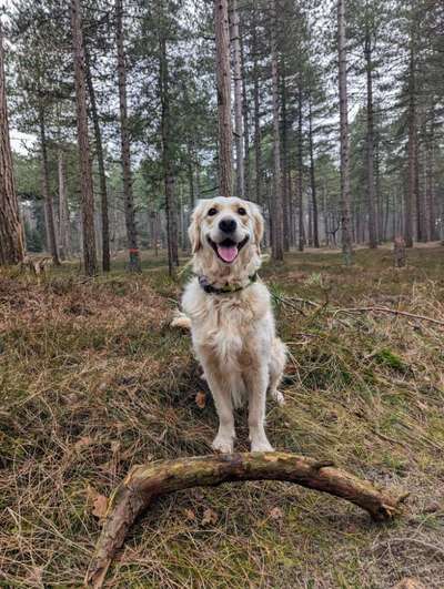 Wo sind die Golden Retriever Liebhaber?-Beitrag-Bild