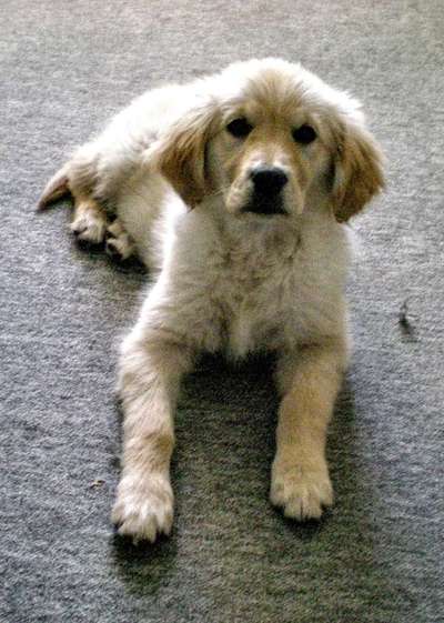 Welpen Bilder !-Beitrag-Bild