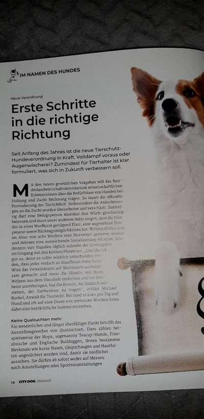 Antibell Halsband-Beitrag-Bild