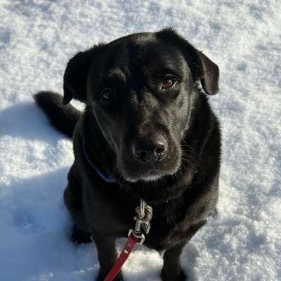 Hundetreffen-Gassirunde