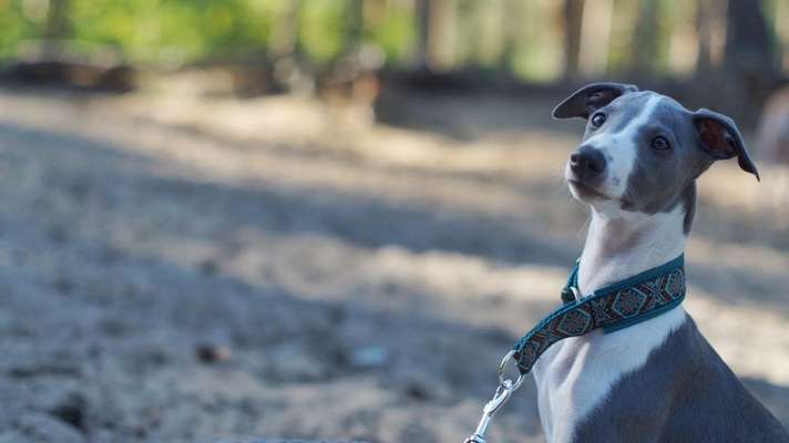 Zeigt mal die schönsten Bilder von euren Hunden !-Beitrag-Bild