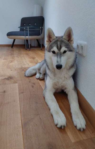 Nordische Hunde-Beitrag-Bild