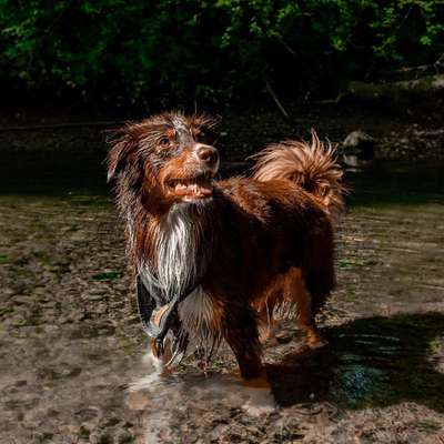 Hundetreffen-Gassi oder Trainings Treffen-Bild