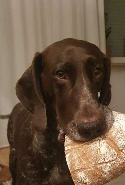 Diebische Elster...Essen klauen....wie damit umgehen?-Beitrag-Bild