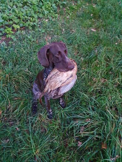 Sind hier Deutsch Kurzhaar/ Jagdhunde?-Beitrag-Bild