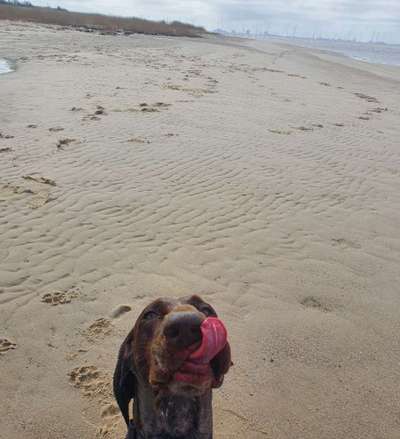 Sind hier Deutsch Kurzhaar/ Jagdhunde?-Beitrag-Bild