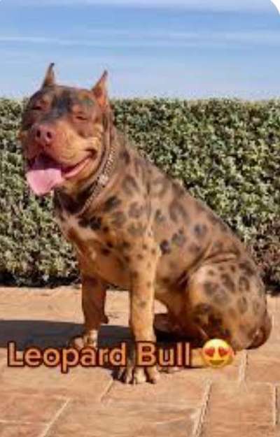 Neue Moderasse - "Wild Labrador"-Beitrag-Bild