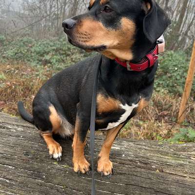 Hundetreffen-Wer mag spielen mit Nala-Bild