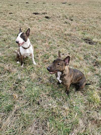 Miniatur Bull Terrier-Beitrag-Bild