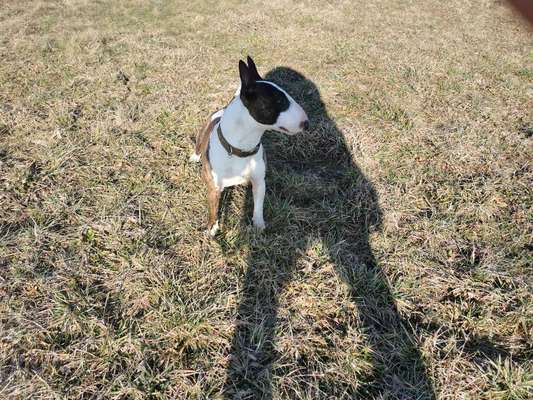 Miniatur Bull Terrier-Beitrag-Bild