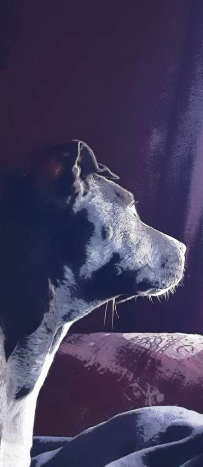 Der Hund als Cartoon-Beitrag-Bild