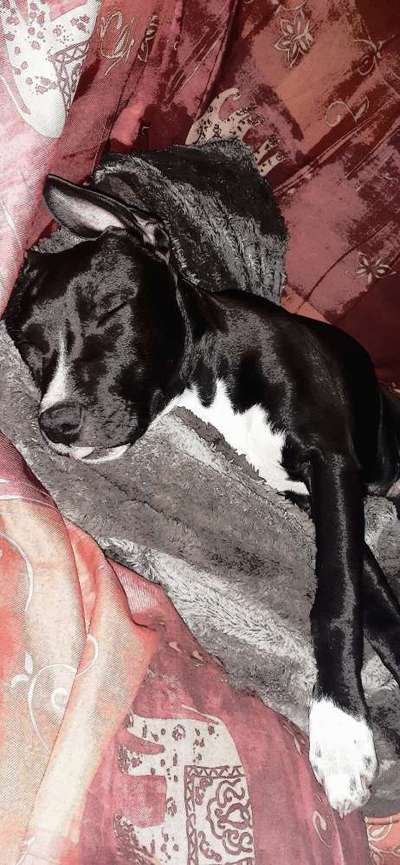 Der Hund als Cartoon-Beitrag-Bild