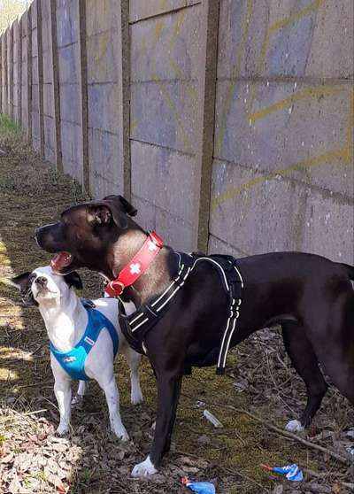 Bester Freund, Hundekumpel - zeigt her!-Beitrag-Bild