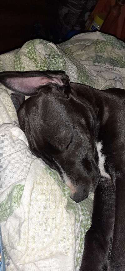 Welpen Bilder !-Beitrag-Bild