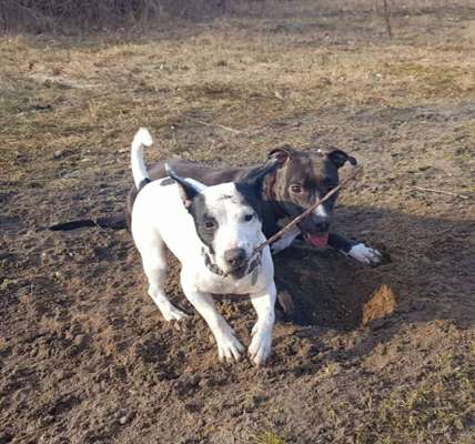 Bester Freund, Hundekumpel - zeigt her!-Beitrag-Bild