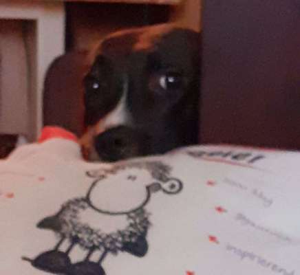 Körbchen / Hundebett-Beitrag-Bild