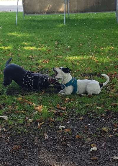 Bester Freund, Hundekumpel - zeigt her!-Beitrag-Bild