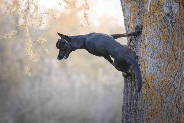 Mischlingshunde Foto Aufruf-Beitrag-Bild