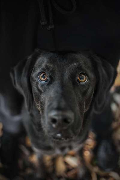 Die besten Hundeblicke 🐾❤️-Beitrag-Bild