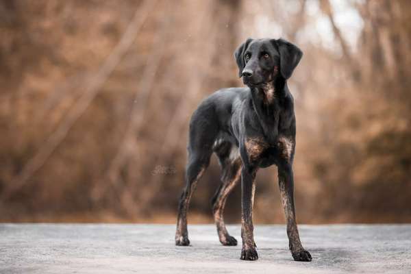 Zeigt mir eure Schäferhund Mischlinge :-)-Beitrag-Bild