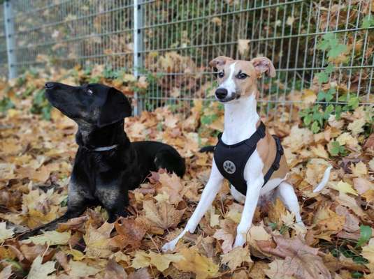 Windhunde - Treffen der besonderen Schönheiten
HERZLICH WILLKOMMEN-Beitrag-Bild