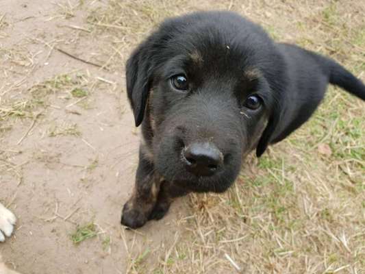 Welpenfotos-Beitrag-Bild