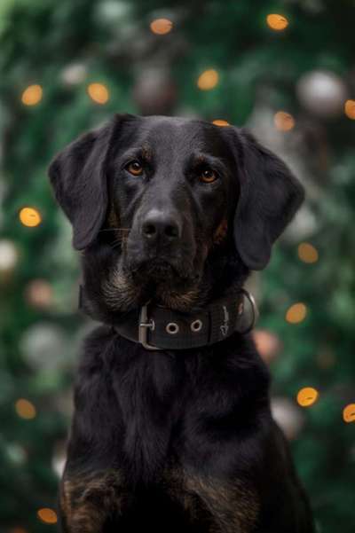 Labradorfans-Beitrag-Bild