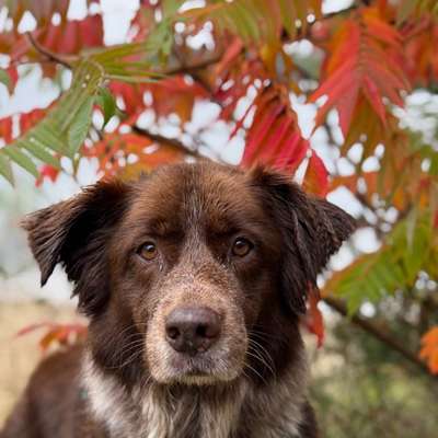 aktuelles Foto Gruppe Biete/suche Hundebetreuung