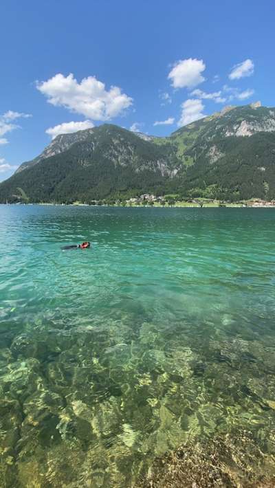 Schwimmweste für den Hund-Beitrag-Bild