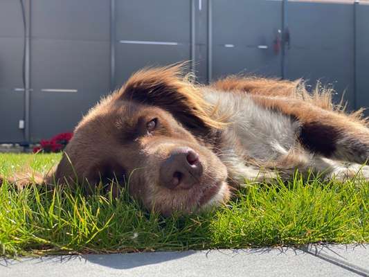 Die Dogorama Monats Challenge "Es grünt und blüht"-Beitrag-Bild