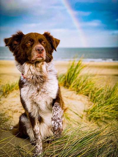 Australian Shepherd Mix-Beitrag-Bild