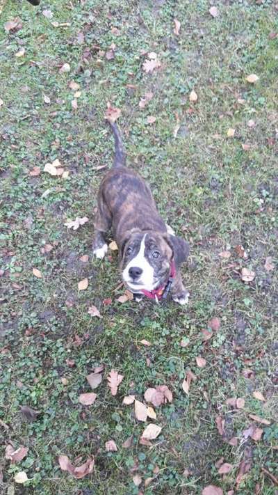 Welpen Bilder !-Beitrag-Bild