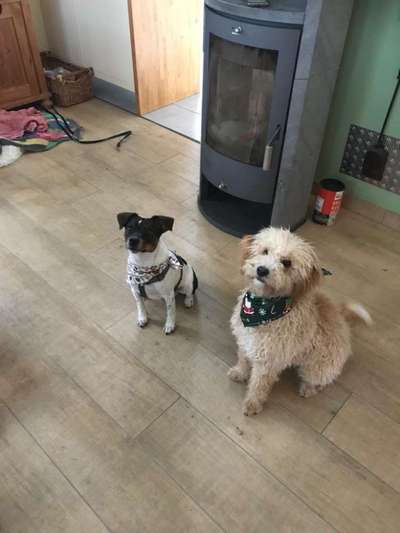 Dansky (Dansk-Svensk Gårdshund)-Beitrag-Bild