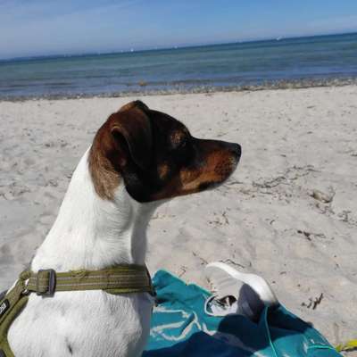 Dansky (Dansk-Svensk Gårdshund)-Beitrag-Bild