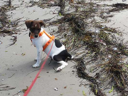 Dansky (Dansk-Svensk Gårdshund)-Beitrag-Bild