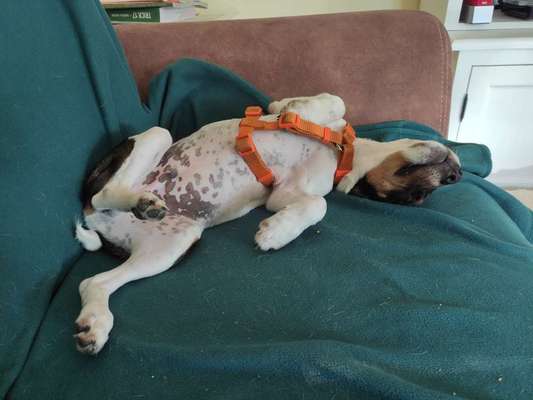 Die Dogorama Wochen Challenge-Beitrag-Bild