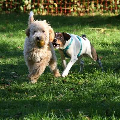Dansky (Dansk-Svensk Gårdshund)-Beitrag-Bild