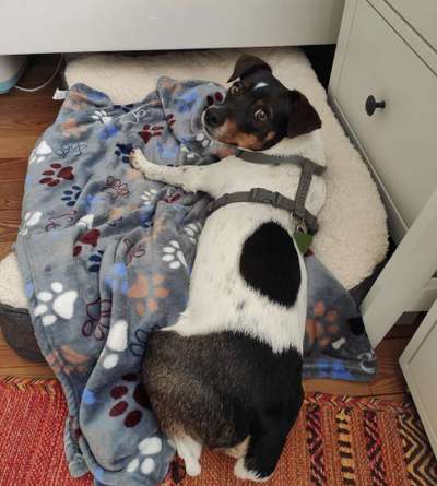 Dansky (Dansk-Svensk Gårdshund)-Beitrag-Bild