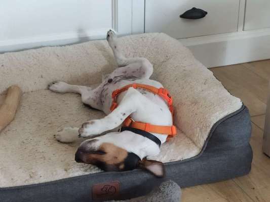 Dansky (Dansk-Svensk Gårdshund)-Beitrag-Bild