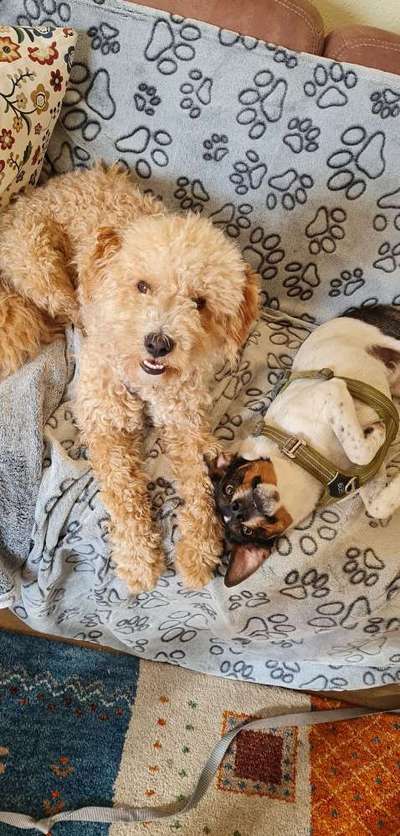 Dansky (Dansk-Svensk Gårdshund)-Beitrag-Bild