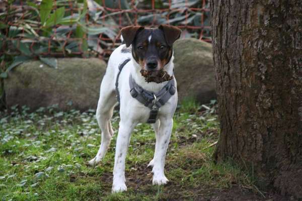 Dansky (Dansk-Svensk Gårdshund)-Beitrag-Bild