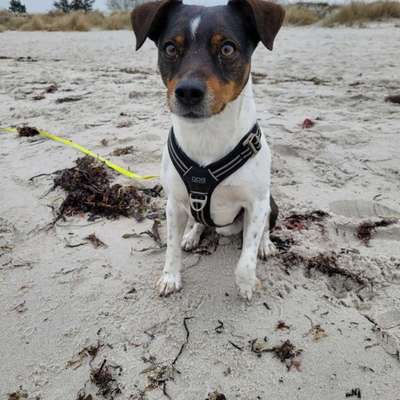 Dansky (Dansk-Svensk Gårdshund)-Beitrag-Bild