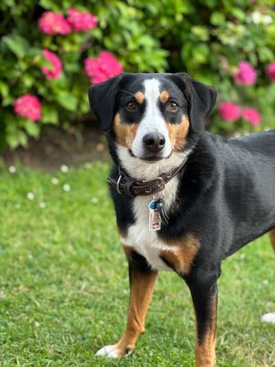 Appenzeller Sennenhunde-Beitrag-Bild