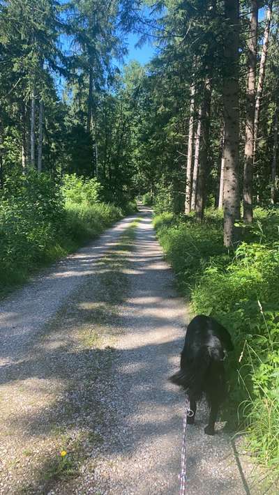 Hundeauslaufgebiet-Wald zwischen Germering und Planegg-Bild