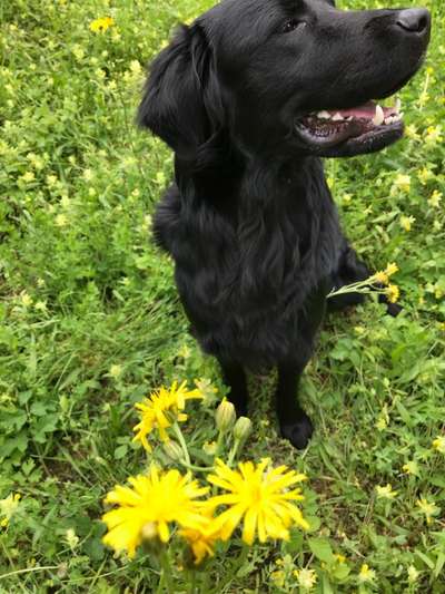 Die Dogorama Monats Challenge "Es grünt und blüht"-Beitrag-Bild