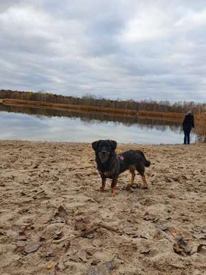 Hundetreffen-Spielen/Gassi bei den Kaulsdorfer Seen-Bild