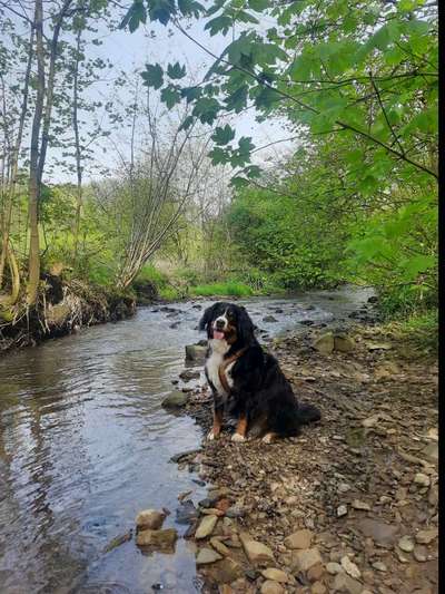 Hundetreffen-Suche nette Kontakte für gemeinsame Spaziergänge in 42719 Solingen und Umgebung-Bild