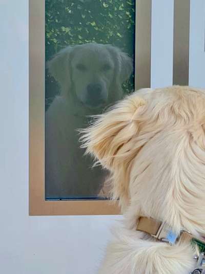 Wo sind die Golden Retriever Liebhaber?-Beitrag-Bild