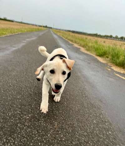 Hundetreffen-Welpen/Junghundtreffen im Kölner Westen-Bild