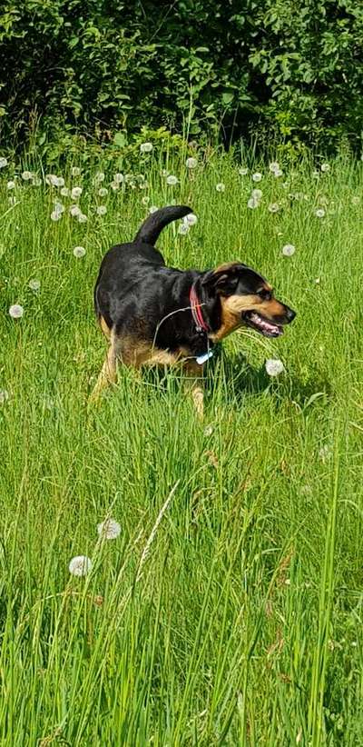 Labradorfans-Beitrag-Bild